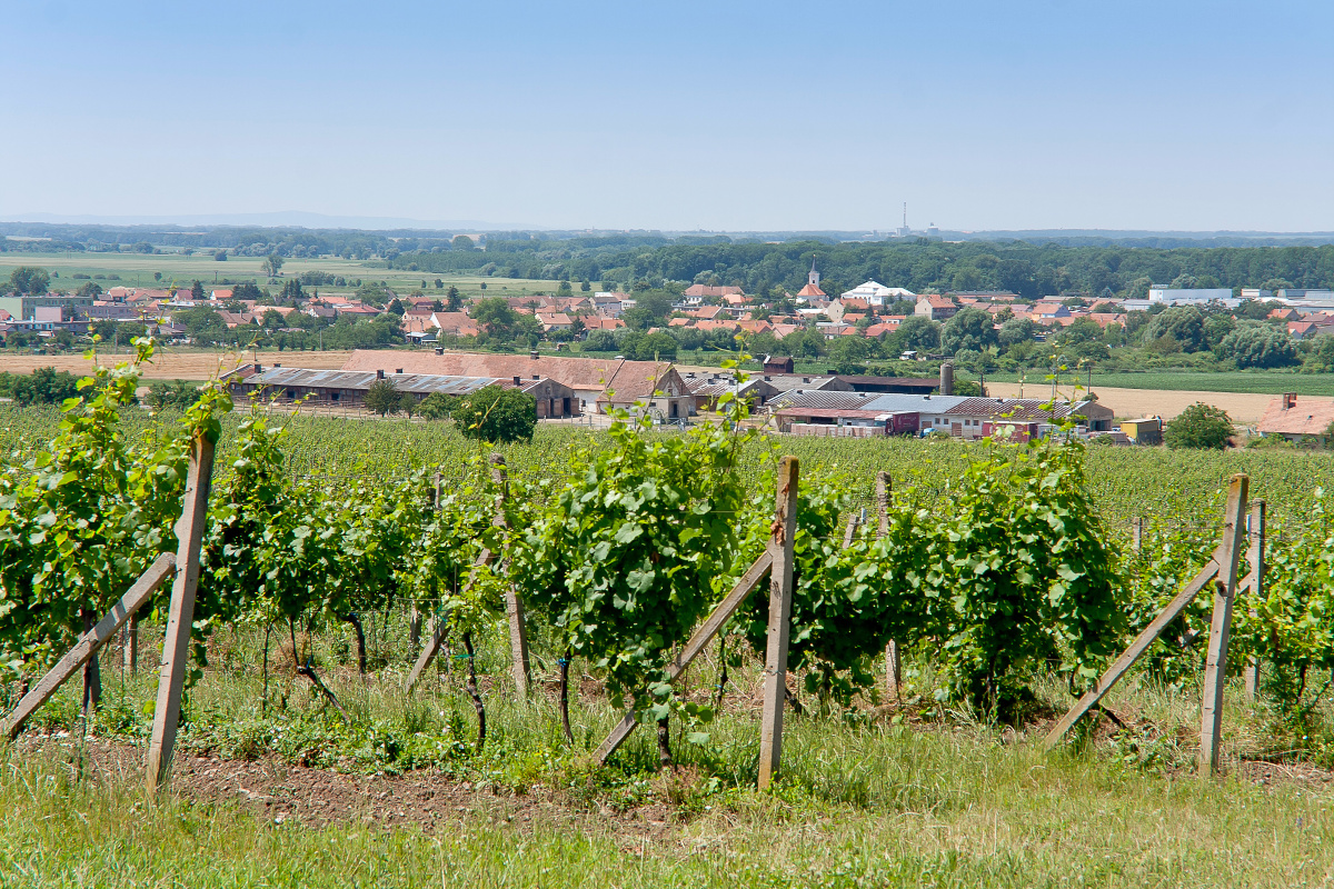 Vinice, Mikulov47
